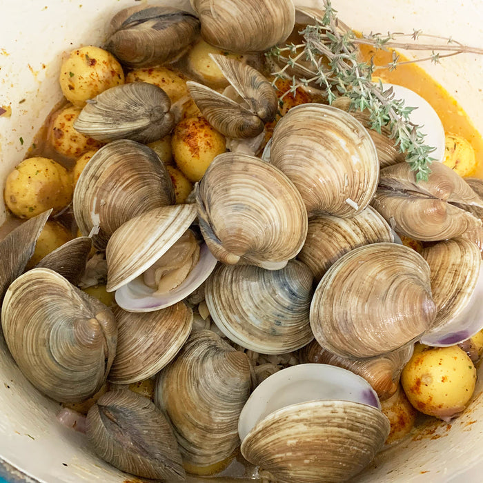 Cedar Key Top Neck Clams