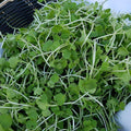 Arugula Microgreens - Olive Ovation