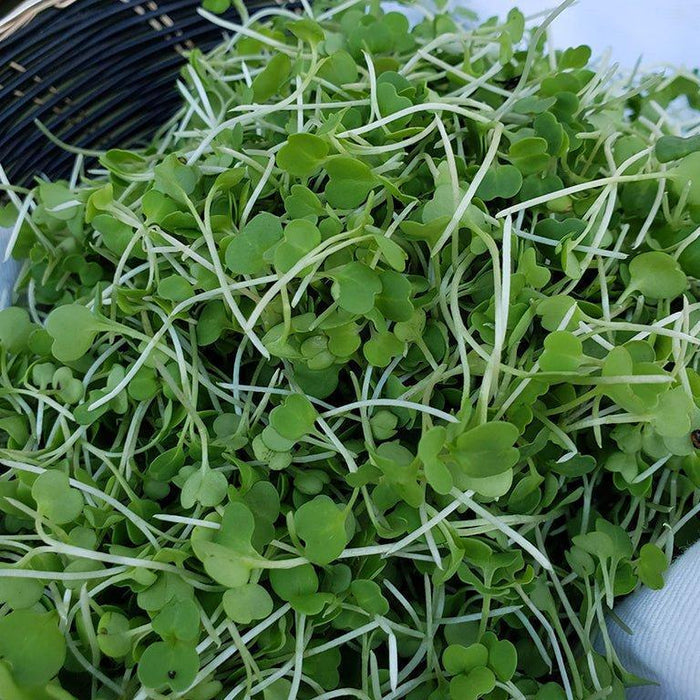 Arugula Microgreens - Olive Ovation