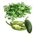 Cilantro Jalapeno Olivas de Oro - Olive Ovation