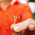 Cilantro Microgreens - Olive Ovation