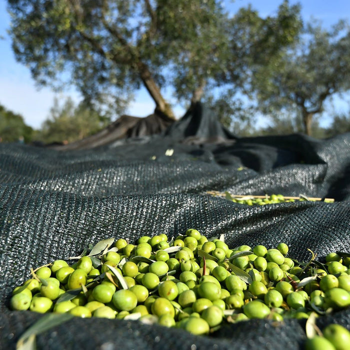 Drusk Chiavalon Ex Albis EVOO 250ml - Olive Ovation