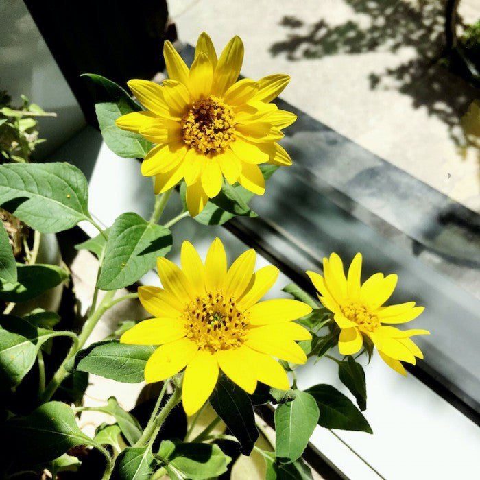 DWARF SUNFLOWER SEEDS in Compostable Mini Pot – by Mano Verde