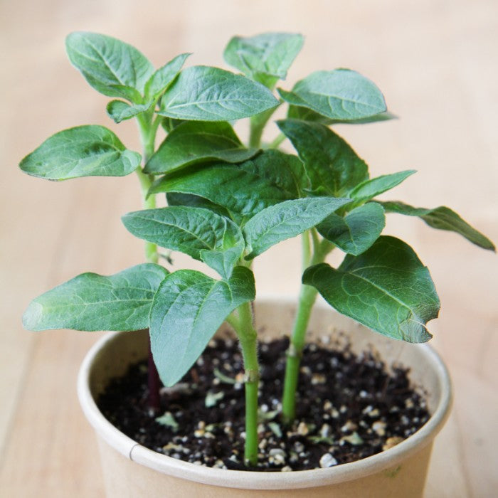 DWARF SUNFLOWER SEEDS in Compostable Mini Pot – by Mano Verde