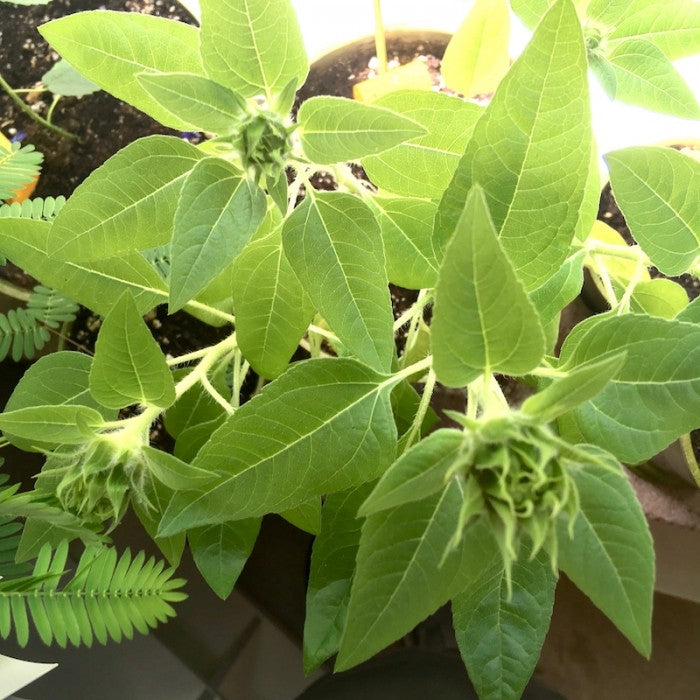 DWARF SUNFLOWER SEEDS in Compostable Mini Pot – by Mano Verde