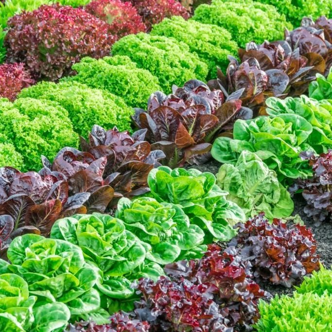 Loving Roots Little Gem Lettuces - Olive Ovation