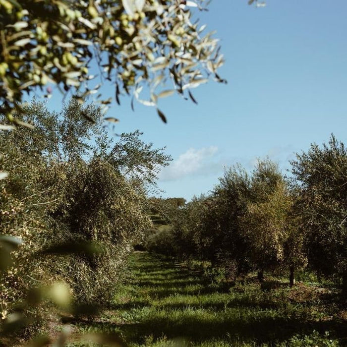 Mainova Portuguese EVOO - Olive Ovation