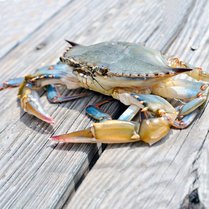 Maryland Blue Crab