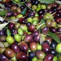 Olive Ovation Spezia EVOO - Olive Ovation