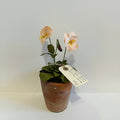 PAPER FLOWERS - Peach Viola — by Atelier Nature Morte