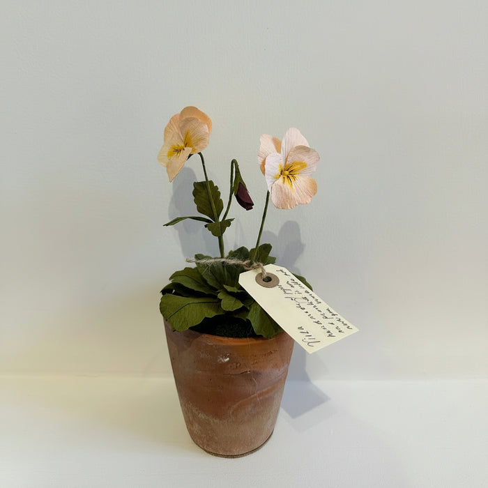 PAPER FLOWERS - Peach Viola — by Atelier Nature Morte