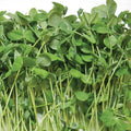 Pea Shoots Microgreens - Olive Ovation