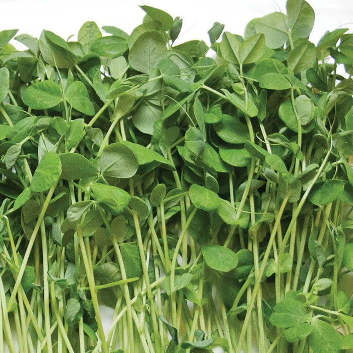 Pea Shoots Microgreens - Olive Ovation