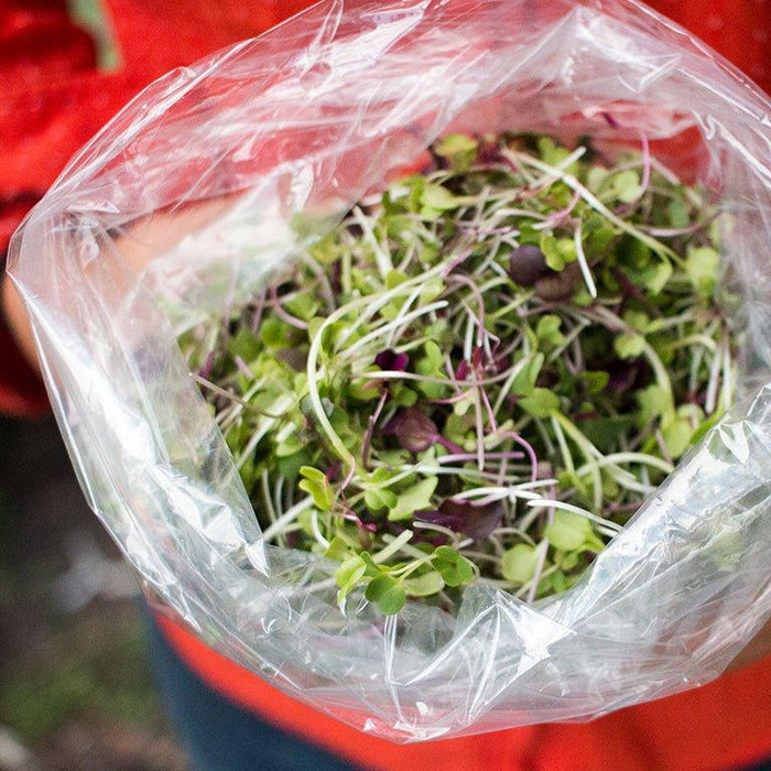 Specialty Mix Microgreens - Olive Ovation