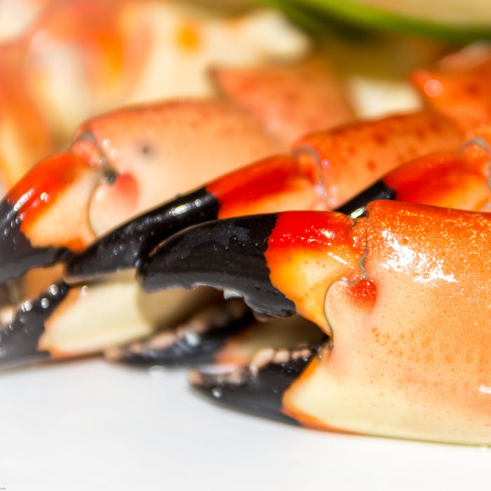 Stone Crab Claws Up Close