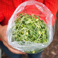 Sunflower Pea Shoot Mix Microgreens - Olive Ovation